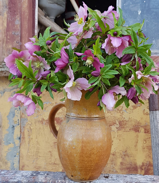 Using Hellebore for cut flowers