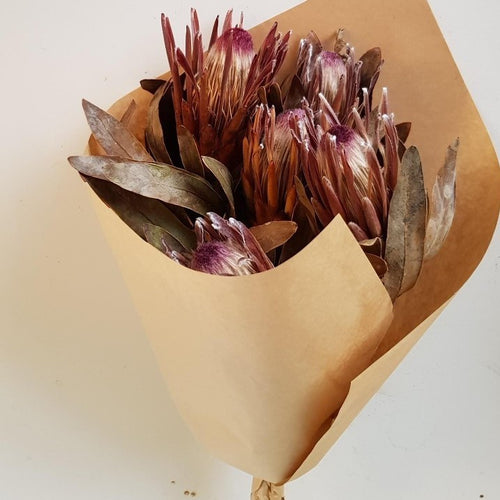 Bunch of five dried protea blooms