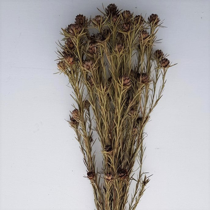 Dried Leucadendron (I)