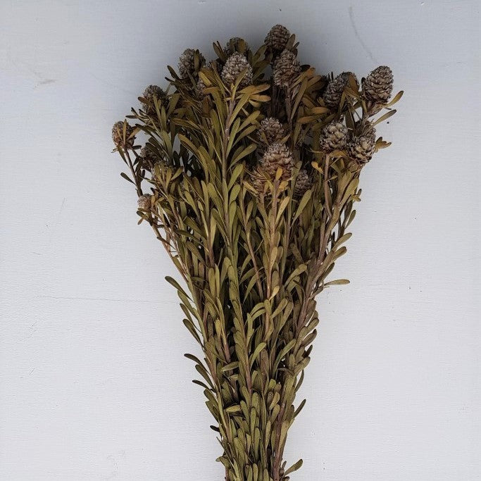 Dried Leucadendron (II)